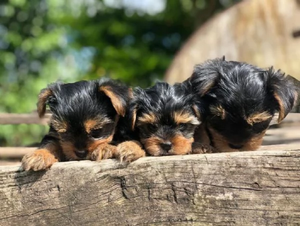 Regalo cuccioli di Yorkie | Foto 1