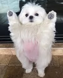Maltese  | Foto 0