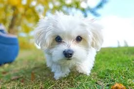 Maltese  | Foto 0
