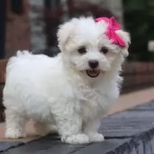 Maltese 