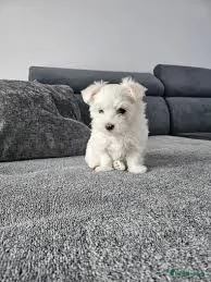 Maltese  | Foto 0