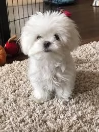 Maltese 