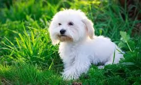 Maltese 