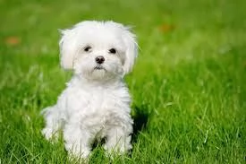 Maltese  | Foto 0