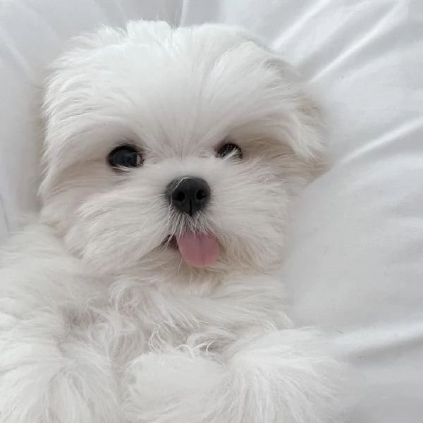 Cuccioli di Maltesi sani (+[hidden]) 