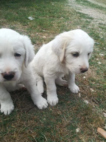 Disponibili cuccioli di Golden Retriever. | Foto 0