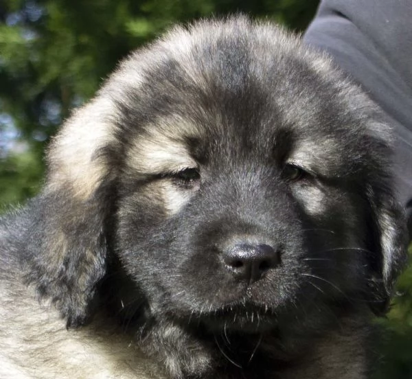 Cane da pastore jugoslavo - SHARPLANINA cuccioli | Foto 5