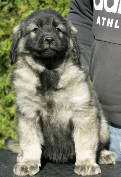 Cane da pastore jugoslavo - SHARPLANINA cuccioli