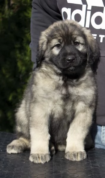 Cane da pastore jugoslavo - SHARPLANINA cuccioli | Foto 4