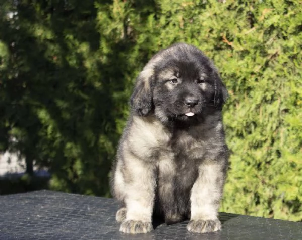 Cane da pastore jugoslavo - SHARPLANINA cuccioli | Foto 3