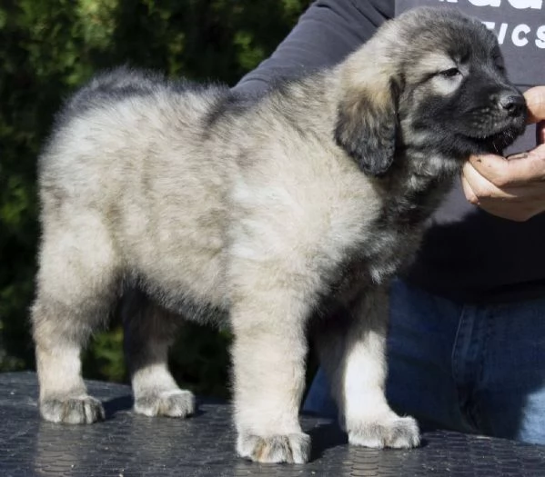 Cane da pastore jugoslavo - SHARPLANINA cuccioli | Foto 2