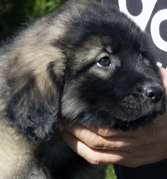 Cane da pastore jugoslavo - SHARPLANINA cuccioli | Foto 1