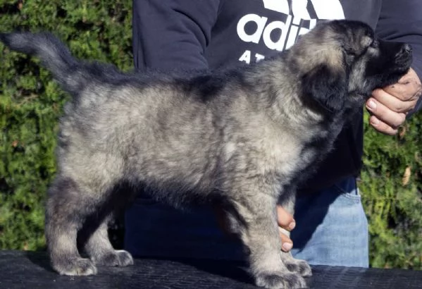 Cane da pastore jugoslavo - SHARPLANINA cuccioli | Foto 0