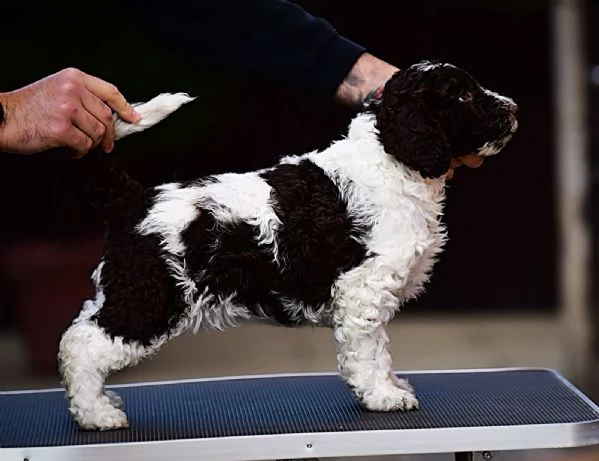 Cane da acqua spagnolo cuccioli | Foto 5
