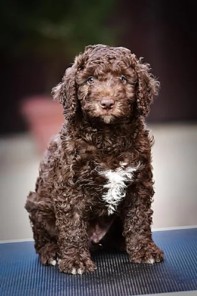 Cane da acqua spagnolo cuccioli | Foto 4