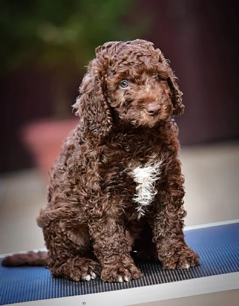 Cane da acqua spagnolo cuccioli | Foto 3
