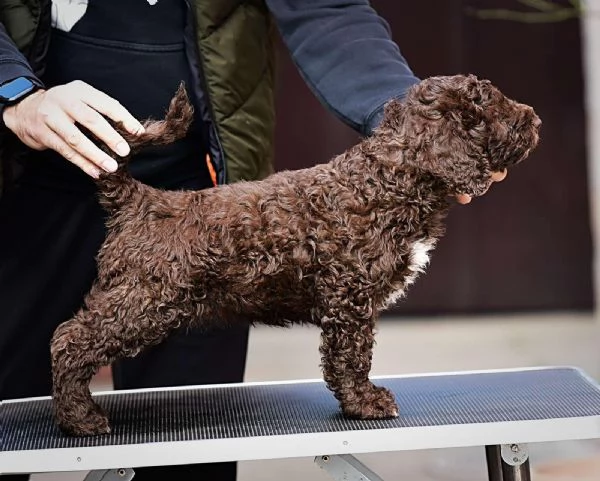 Cane da acqua spagnolo cuccioli | Foto 2