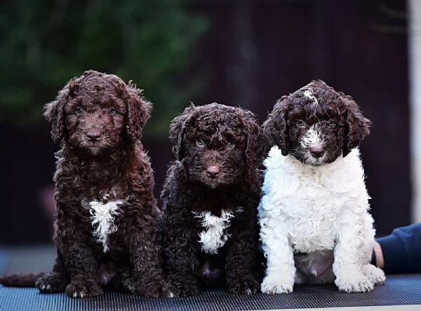 Cane da acqua spagnolo cuccioli