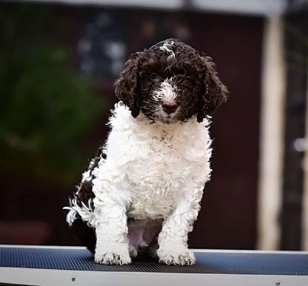 Cane da acqua spagnolo cuccioli | Foto 1