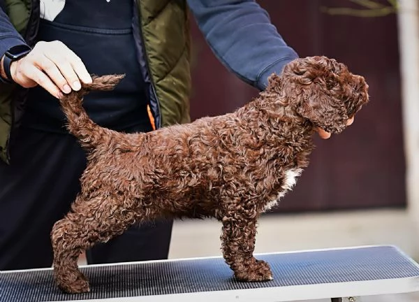 Cane da acqua spagnolo cuccioli | Foto 0