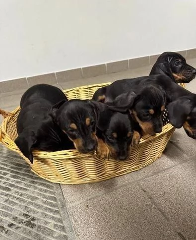 Regalo Bassotto whAtsapp ( 00[hidden] )