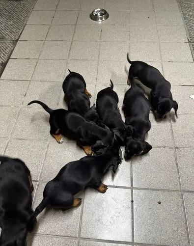 Regalo Bassotto whAtsapp ( 00[hidden] ) | Foto 0