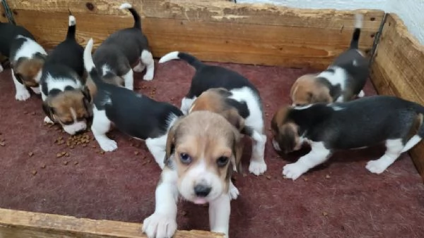 Regalo cuccioli beagle whAtsapp (00[hidden] )