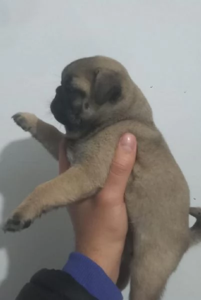 Regalo cuccioli di carlino whAtsapp ( 00[hidden] ) | Foto 0