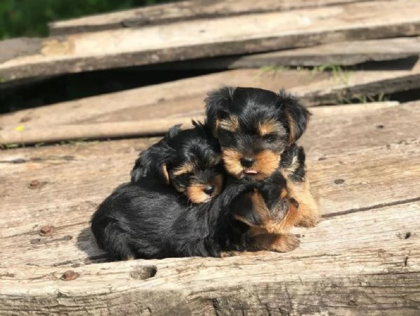 Regalo cuccioli di yorkie whAtsapp ( 00[hidden] ) | Foto 0