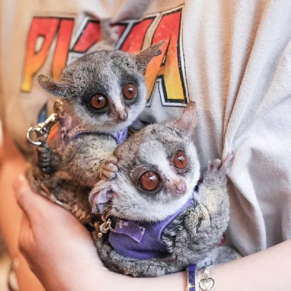 Galago (bushbaby) per il reinserimento | Foto 4