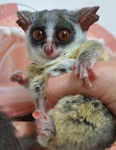 Galago (bushbaby) per il reinserimento | Foto 3