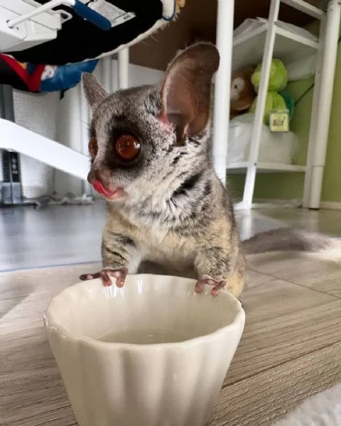 Galago (bushbaby) per il reinserimento | Foto 2