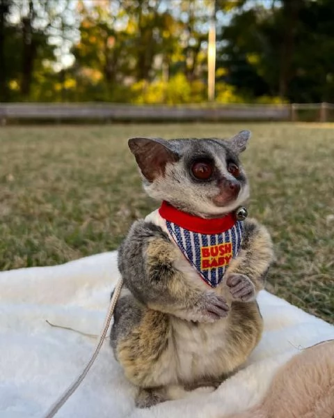 Galago (bushbaby) per il reinserimento