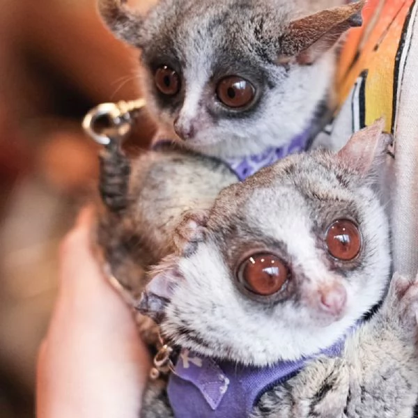Galago (bushbaby) per il reinserimento | Foto 1