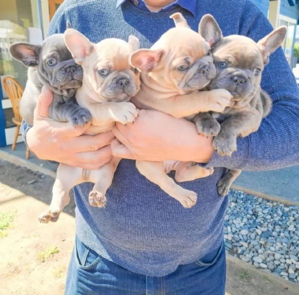 5 cuccioli di Bulldog francese | Foto 2