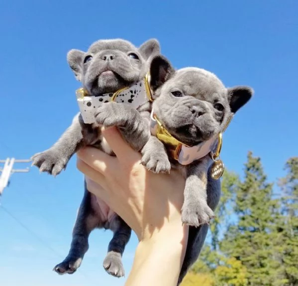 5 cuccioli di Bulldog francese