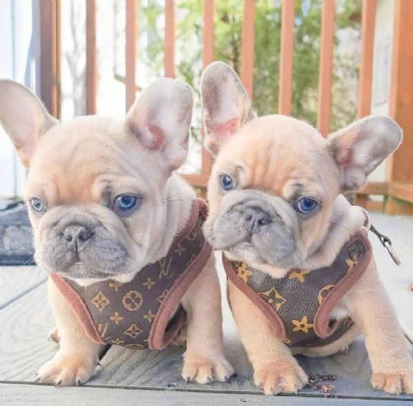 5 cuccioli di Bulldog francese | Foto 1