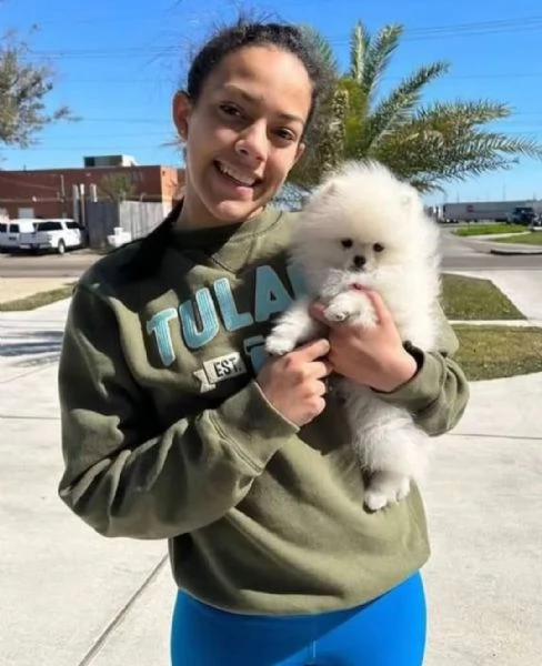 Cucciolo di Pomerania di razza per adozione (+[hidden])