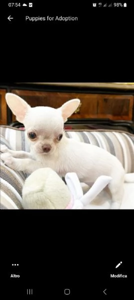 Regalo Chihuahua disponibile  | Foto 0