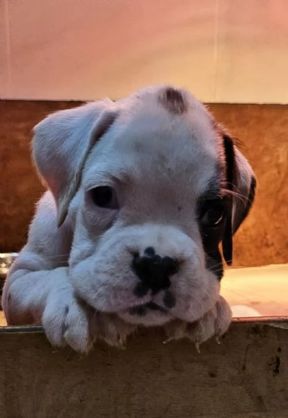 cucciolo di Boxer Bianco | Foto 0