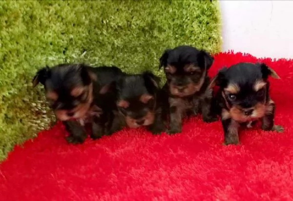 Yorkshire Terrier (Yorkie) cuccioli | Foto 4