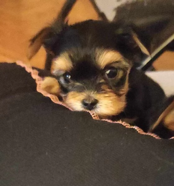 Yorkshire Terrier (Yorkie) cuccioli