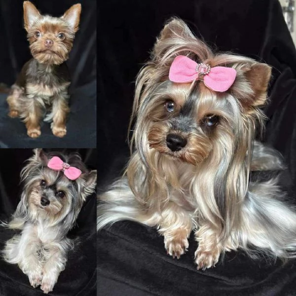 Yorkshire Terrier (Yorkie) cuccioli | Foto 3