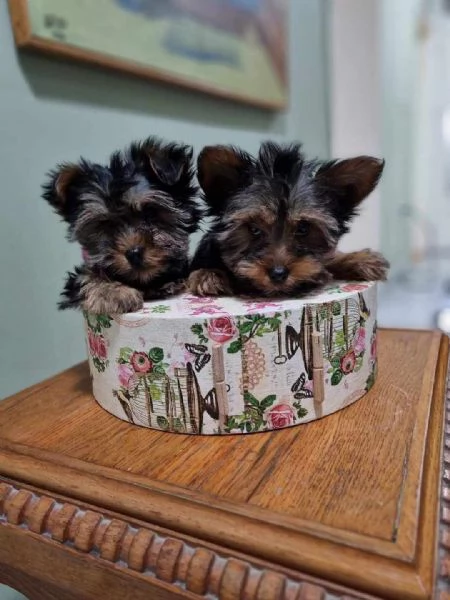 Yorkshire Terrier (Yorkie) cuccioli | Foto 2