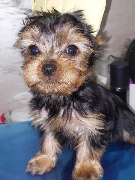 Yorkshire Terrier (Yorkie) cuccioli | Foto 1