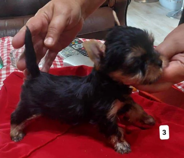 Yorkshire Terrier (Yorkie) cuccioli | Foto 0