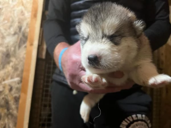 Vendo cuccioli Alaskan  | Foto 8