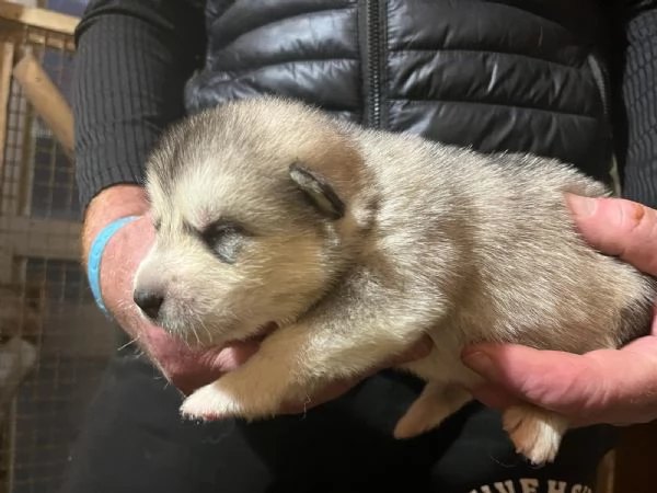 Vendo cuccioli Alaskan  | Foto 1