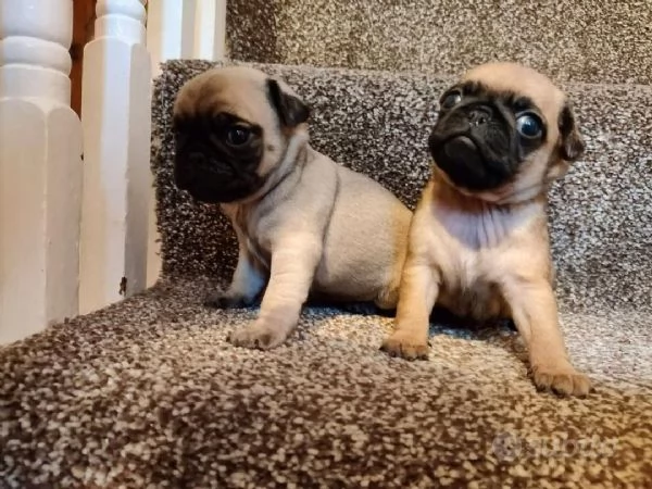 Carlino e Carlini femmine e maschi