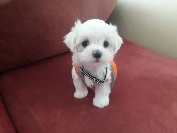 Regalo cuccioli maltesi